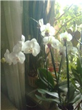 orhidea duo2